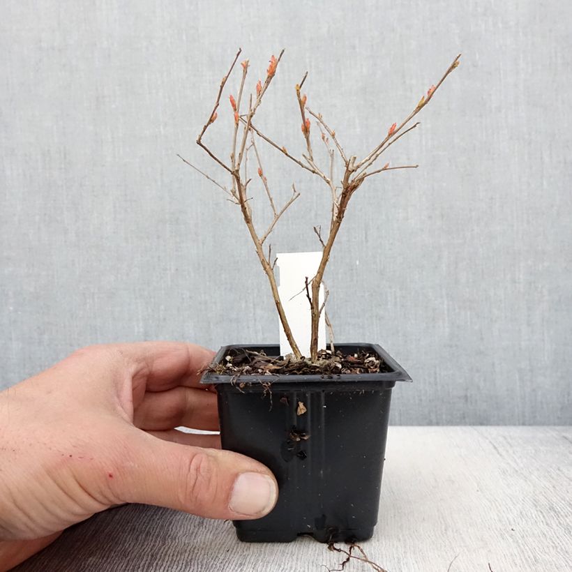 Exemplaar van Lagerstroemia indica Cherry - Indische sering Kweekpotje van 8/9 cm zoals geleverd in de lente