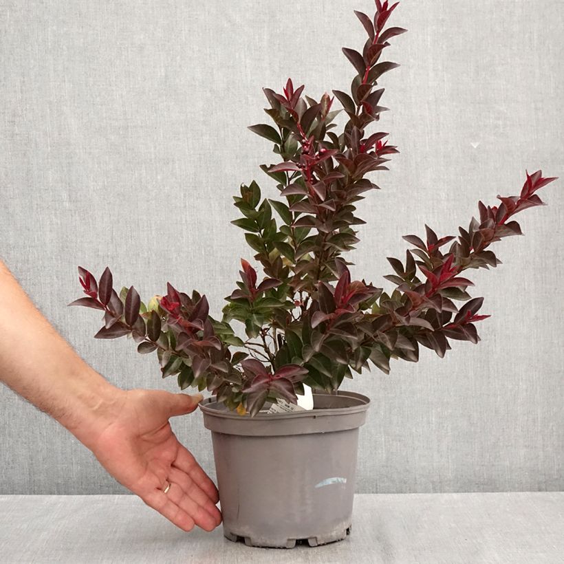 Exemplaar van Lagerstroemia indica Play It Again Double Feature - Indische sering Pot van 2 l/3 l zoals geleverd in de zomer
