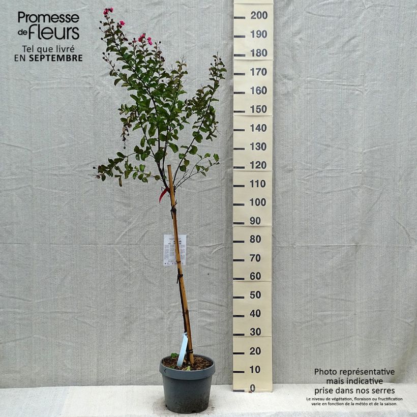 Exemplaar van Lagerstroemia indica Dynamite - Indische sering Pot van 7,5 l/10 l, Stengel zoals geleverd in de herfst