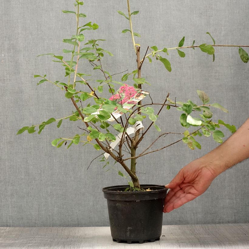 Exemplaar van Lagerstroemia indica La Mousson - Indische sering Pot van 3 l/4 l zoals geleverd in de zomer
