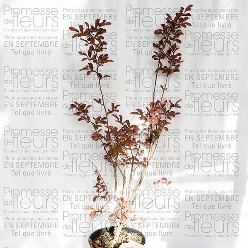 Example of Lagerstroemia indica Mauve - Lilas des Indes Pot van 2 l/3 l as you get