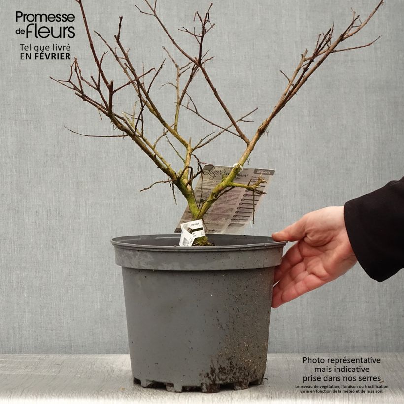 Example of Lagerstroemia indica Pécharmant - Lilas des Indes Pot van 7,5 l/10 l as you get in hiver