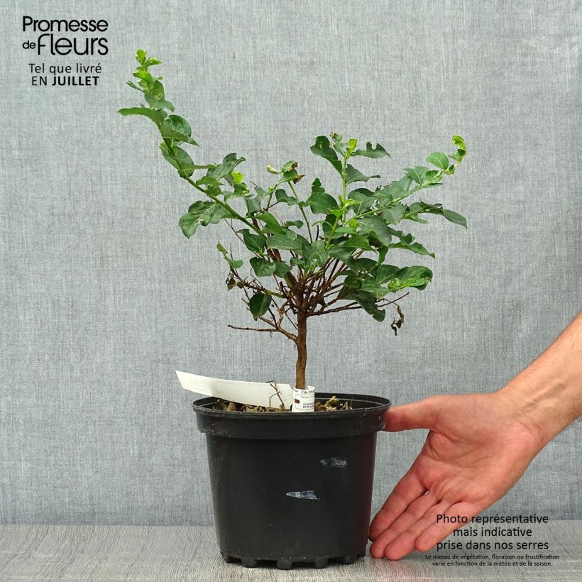 Exemplaar van Lagerstroemia indica Petite Canaille mauve - Indische sering Pot van 3 l/4 l zoals geleverd in de zomer