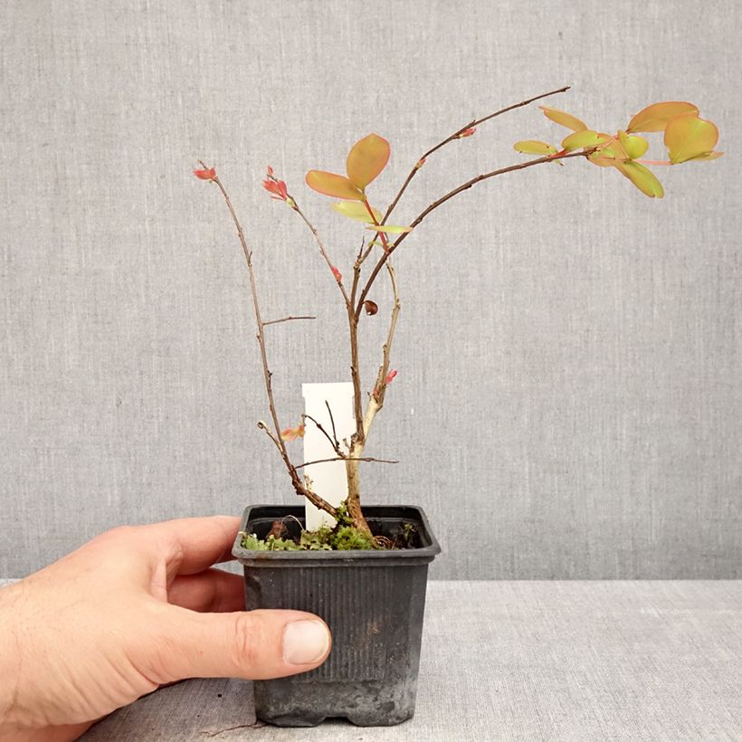 Exemplaar van Lagerstroemia indica Petite Snow - Indische sering Kweekpotje van 8/9 cm zoals geleverd in de lente