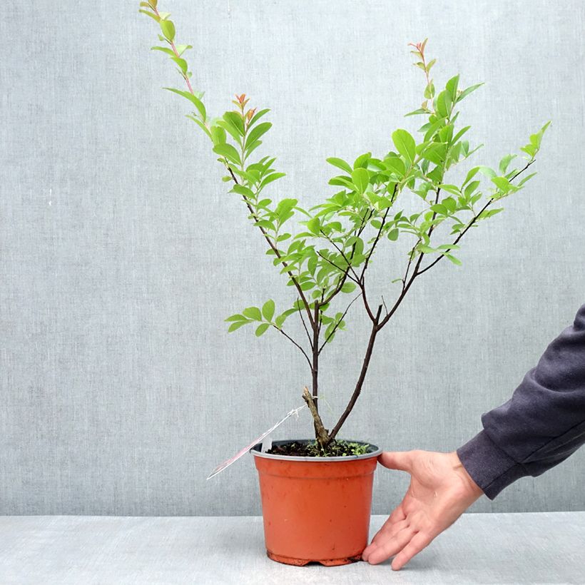 Example of Lagerstroemia indica Pink Grand Sud - Lilas des Indes Pot van 3 l/4 l as you get in printemps