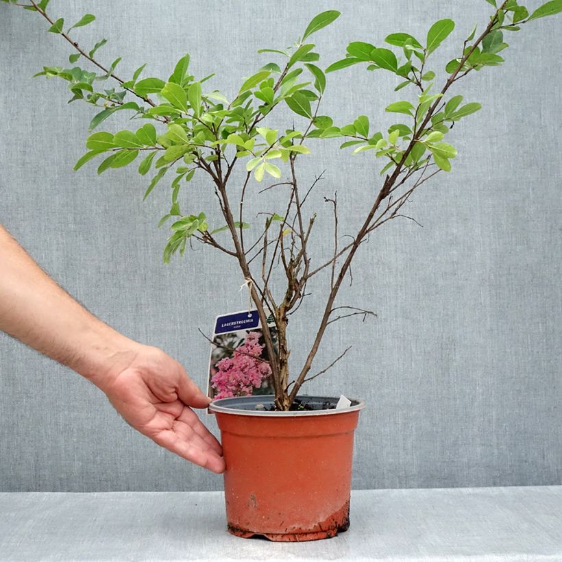 Exemplaar van Lagerstroemia indica Roze Grand Sud - Indische sering Pot van 3 l/4 l, Struik zoals geleverd in de zomer
