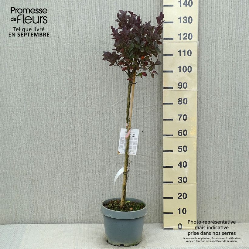 Exemplaar van Lagerstroemia indica Pink Velours - Indische sering Pot van 7,5 l/10 l zoals geleverd in de zomer