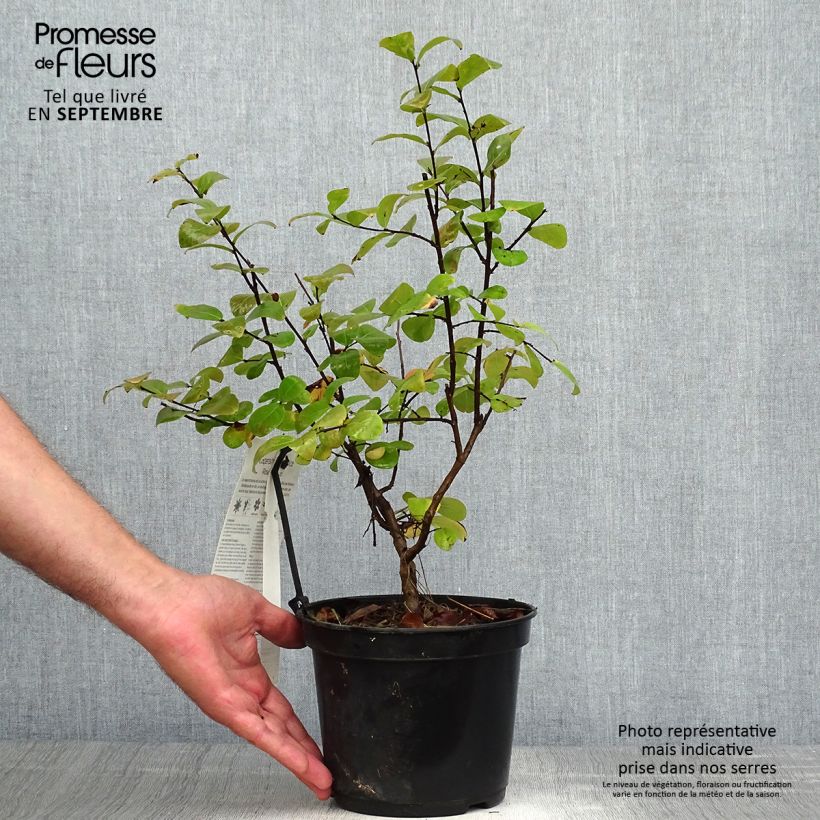 Exemplaar van Lagerstroemia indica Roze Fuchsia - Indische sering Pot van 3 l/4 l, Struik zoals geleverd in de herfst