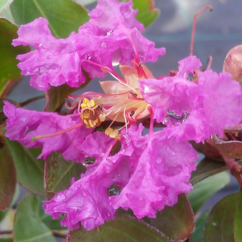 Lagerstroemia indica Summer Beauty Centennial - Indische sering (Flowering)