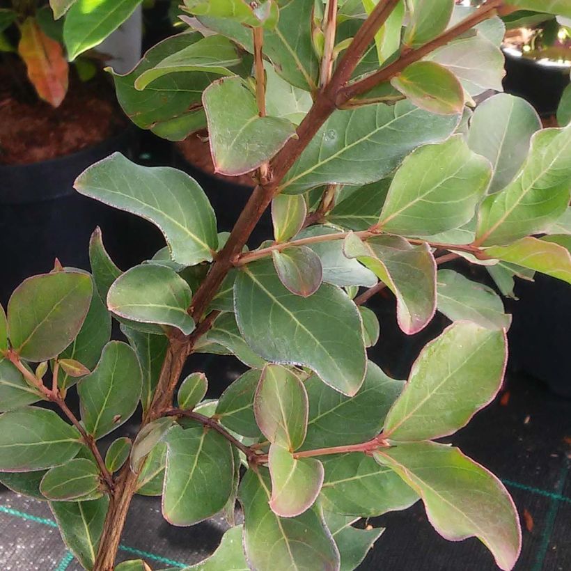 Lagerstroemia indica Summer Beauty Hope - Indische sering (Foliage)