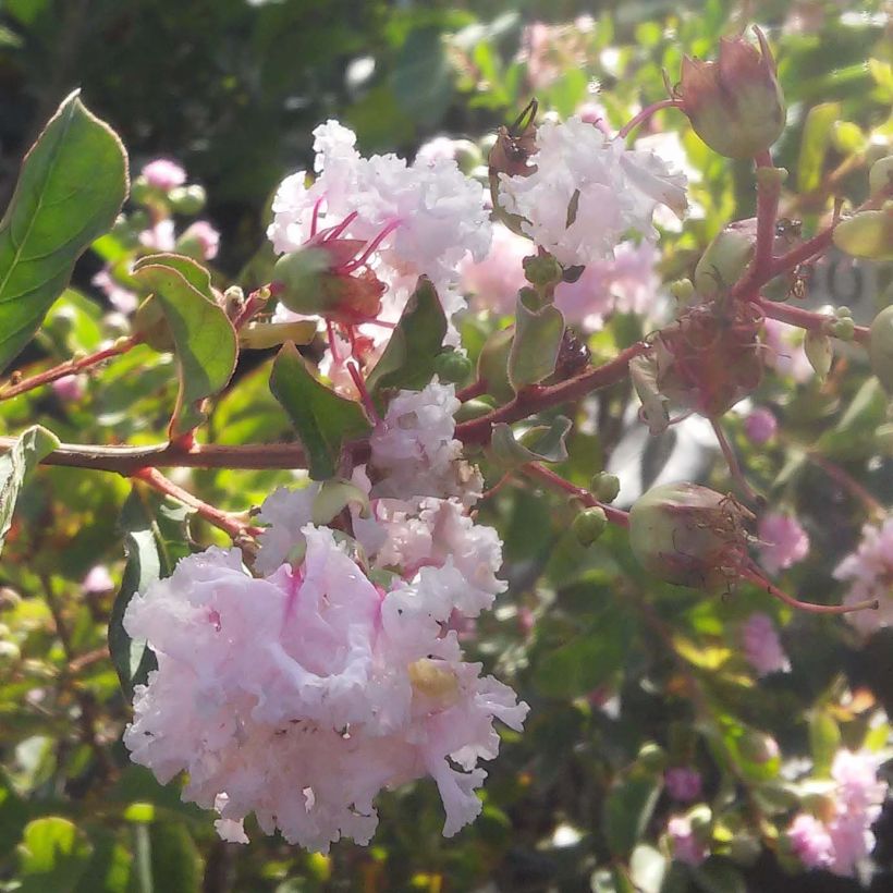 Lagerstroemia indica Summer Beauty Hope - Indische sering (Flowering)