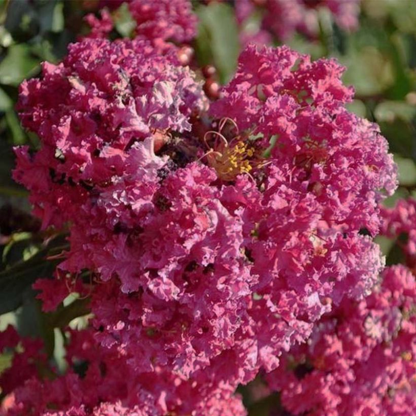 Lagerstroemia indica Summer Beauty Velma's Royal Delight - Indische sering (Flowering)