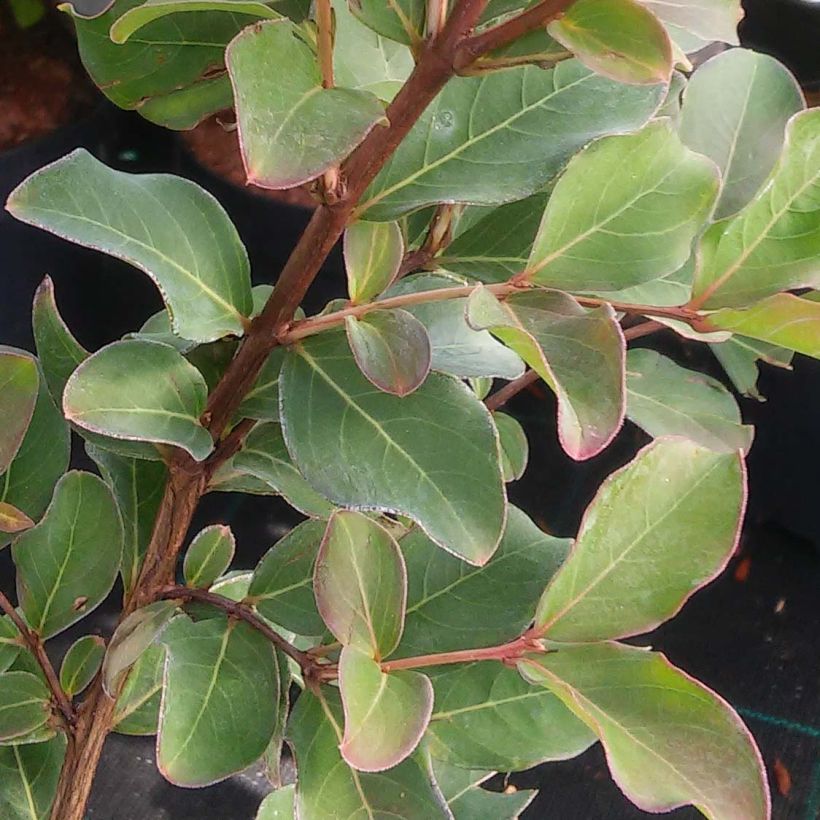 Lagerstroemia indica Summer Charm Acoma - Indische sering (Foliage)