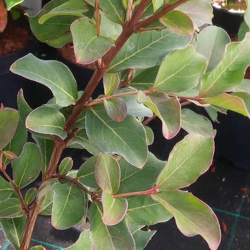 Lagerstroemia Summer Charm Arapaho - Indische sering (Foliage)