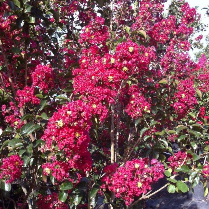 Lagerstroemia Summer Charm Arapaho - Indische sering (Flowering)