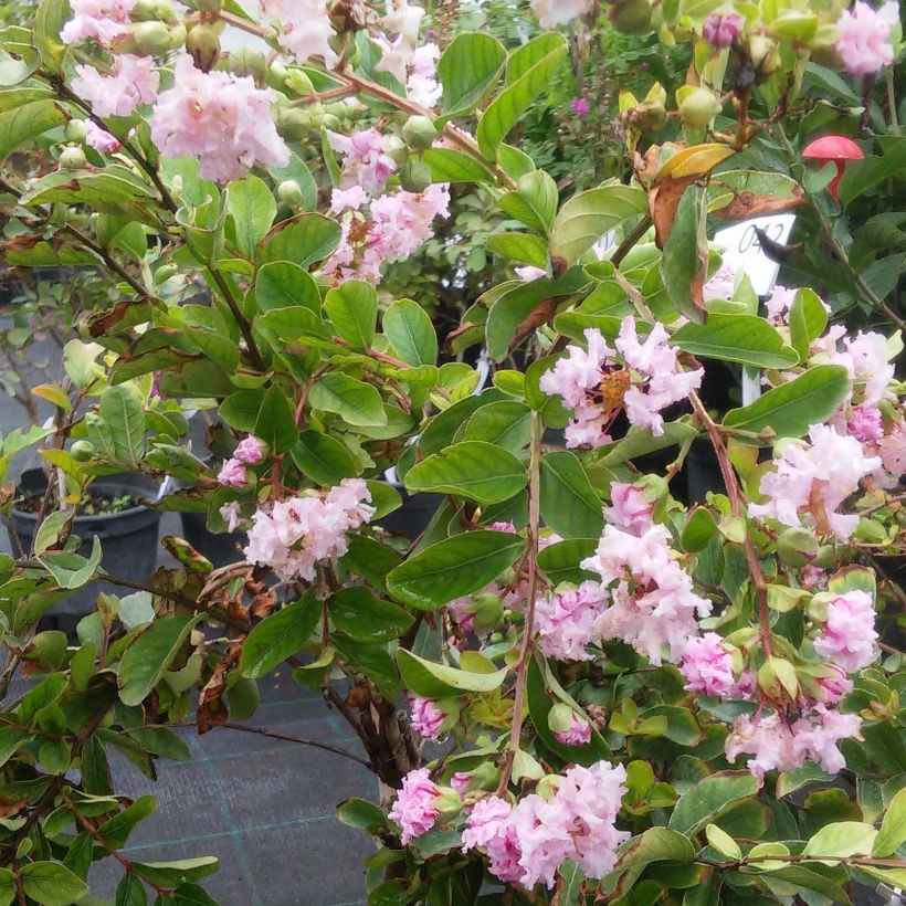 Lagerstroemia indica Summer Charm Hopi - Indische sering (Flowering)