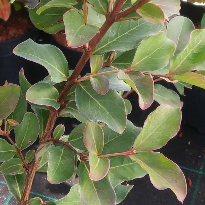 Lagerstroemia indica Summer Charm Tuscarora - Indische sering (Foliage)