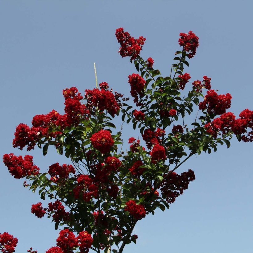 Lagerstroemia indica Summer Charm Tuscarora - Indische sering (Plant habit)