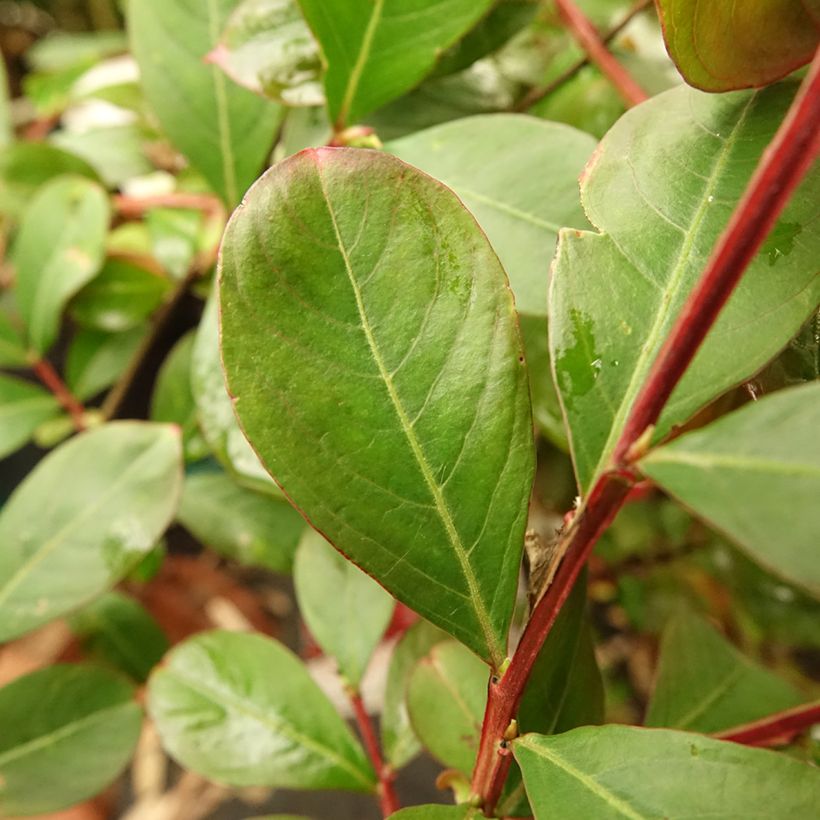Lagerstroemia indica Terrasse Rouge - Indische sering (Blad)