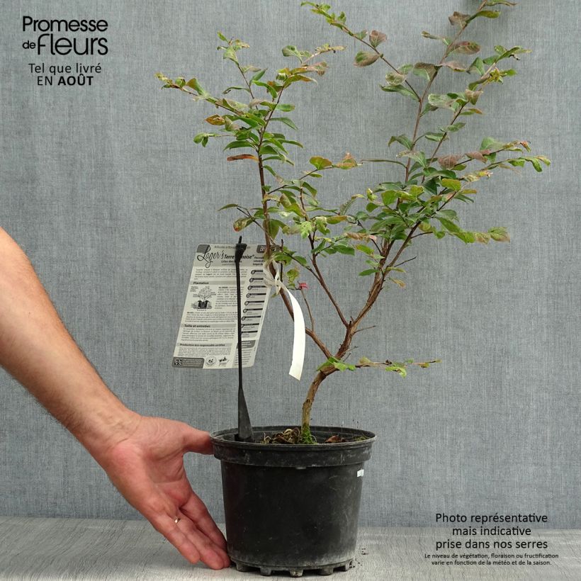 Exemplaar van Lagerstroemia indica Terre Chinoise - Indische sering Pot van 3 l/4 l zoals geleverd in de zomer