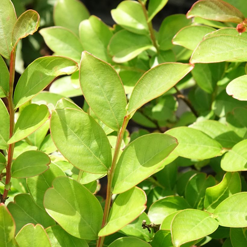 Lagerstroemia indica Terre Chinoise - Indische sering (Blad)