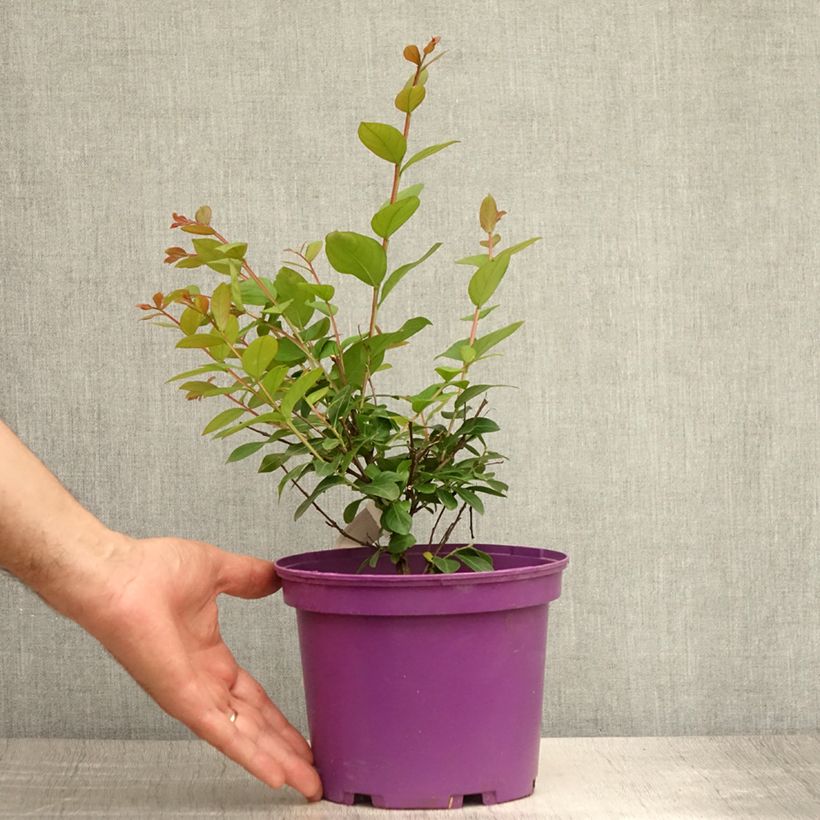 Exemplaar van Lagerstroemia indica Violet d'Eté - Indische sering Pot van 3 l/4 l zoals geleverd in de zomer