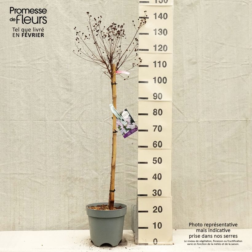 Example of Lilas des Indes 'With Love Babe' Pot van 7,5 l/10 l as you get in hiver