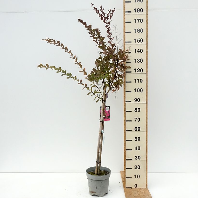 Exemplaar van Lagerstroemia indica With Love Kiss Milarosso - Indische sering Pot van 7,5 l/10 l zoals geleverd in de zomer
