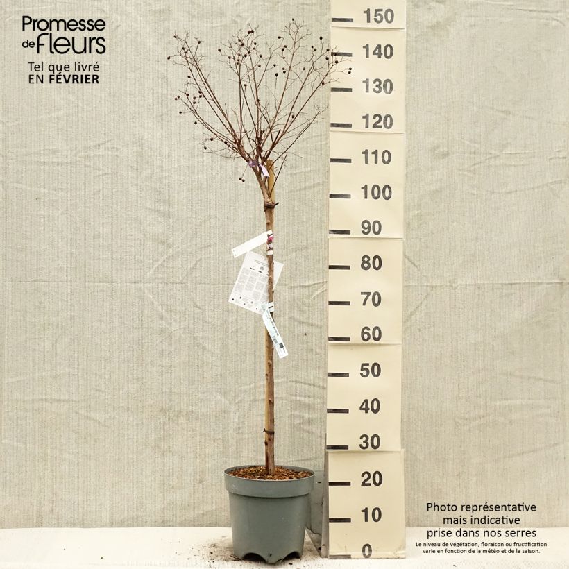 Example of Lagerstroemia indica With Love Kiss Milarosso - Indische sering Pot van 7,5 l/10 l as you get in hiver