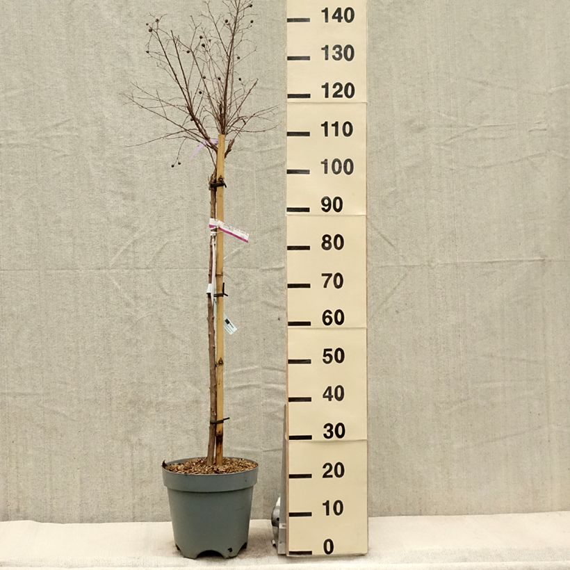 Exemplaar van Lagerstroemia indica With Love Kiss Milarosso - Indische sering Pot van 7,5 l/10 l zoals geleverd in de lente