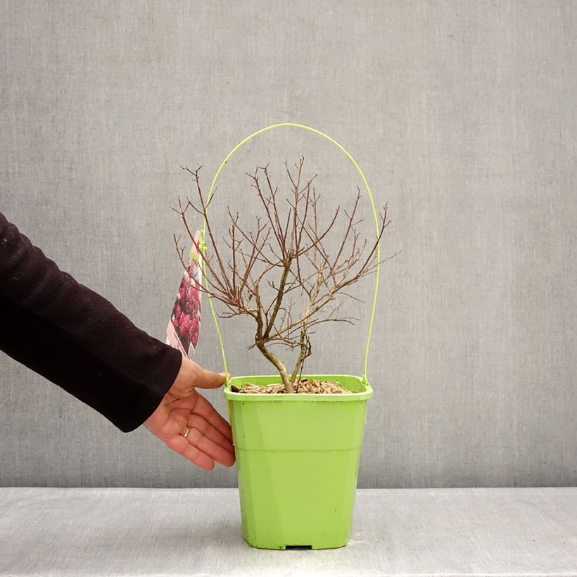 Exemplaar van Lagerstroemia indica With Love Kiss Milarosso - Indische sering Pot van 3 l/4 l zoals geleverd in de winter