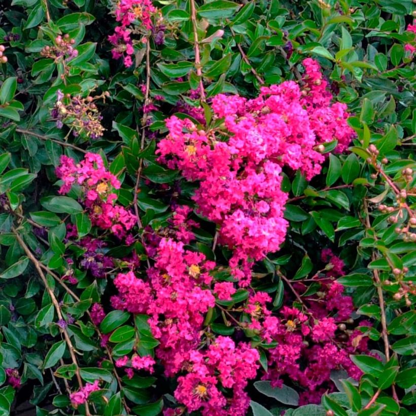 Lagerstroemia indica Mimie Fuchsia - Indische sering (Flowering)