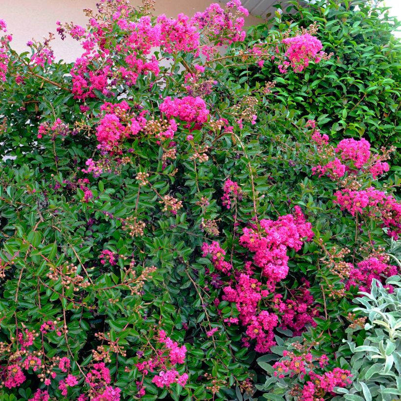 Lagerstroemia indica Mimie Fuchsia - Indische sering (Plant habit)