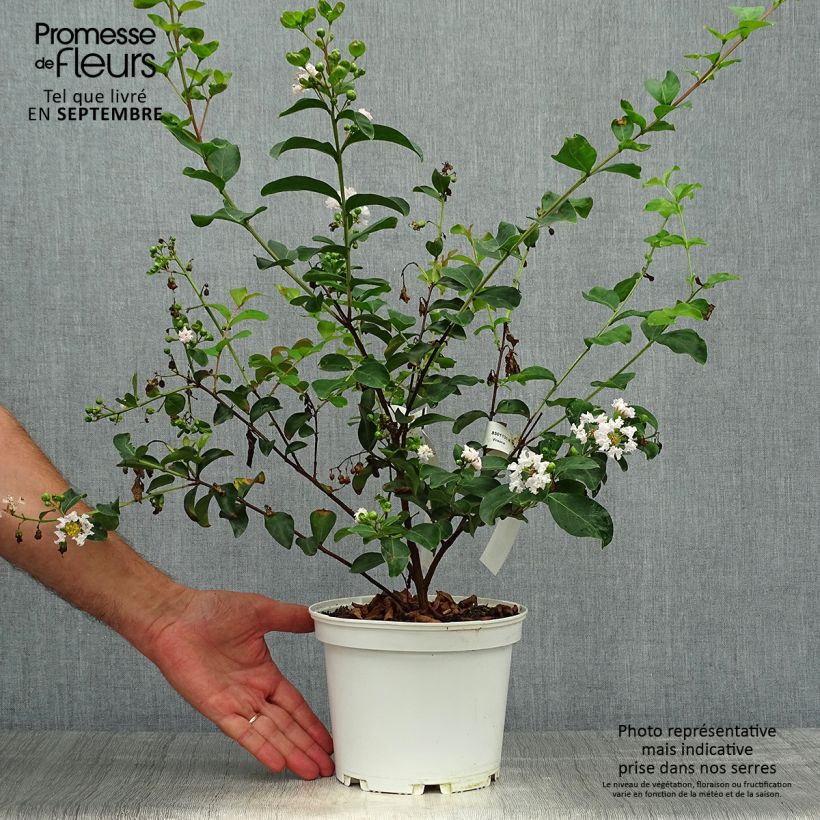 Exemplaar van Lagerstroemia indica Neige d'Eté - Indische sering Pot van 3 l/4 l zoals geleverd in de herfst