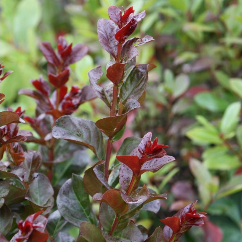 Lagerstroemia indica Pink Velours - Indische sering (Foliage)