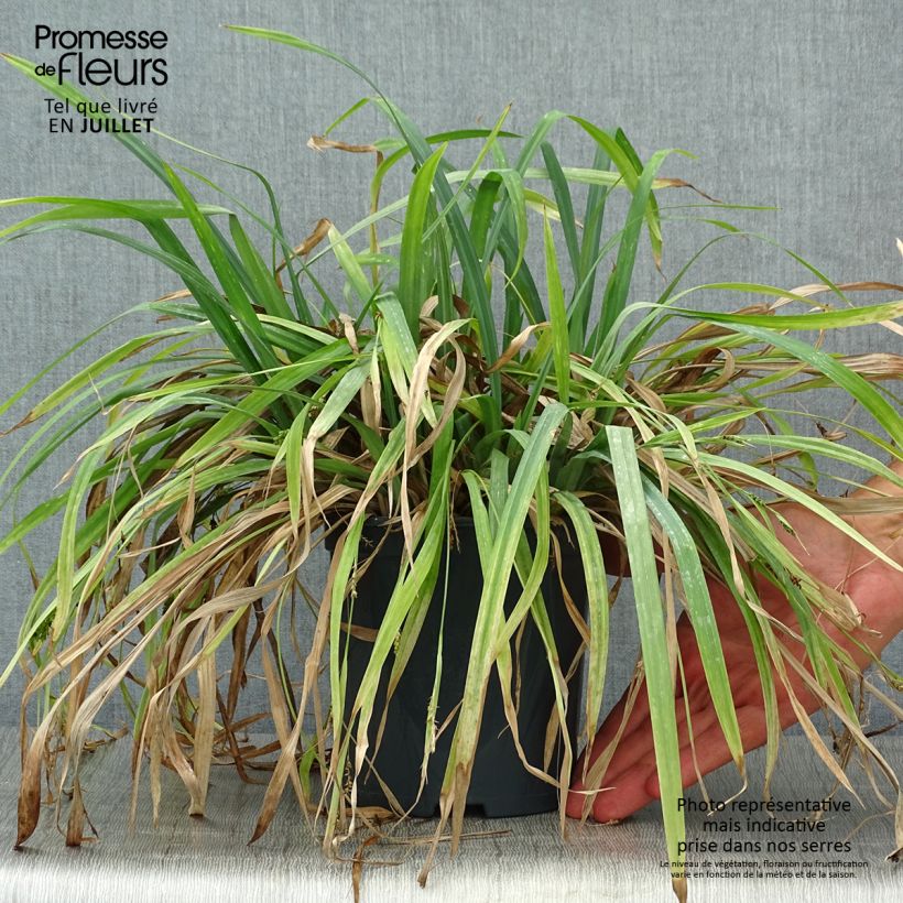 Exemplaar van Carex Bunny Blue - Zegge Pot van 2 l/3 l zoals geleverd in de zomer