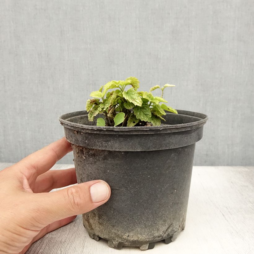 Exemplaar van Lamiastrum galeobdolon Florentinum - Gele dovenetel Pot van 2 l/3 l zoals geleverd in de zomer