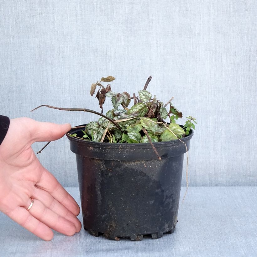 Example of Lamiastrum galeobdolon Florentinum - Lamier doré Pot van 2 l/3 l as you get in hiver