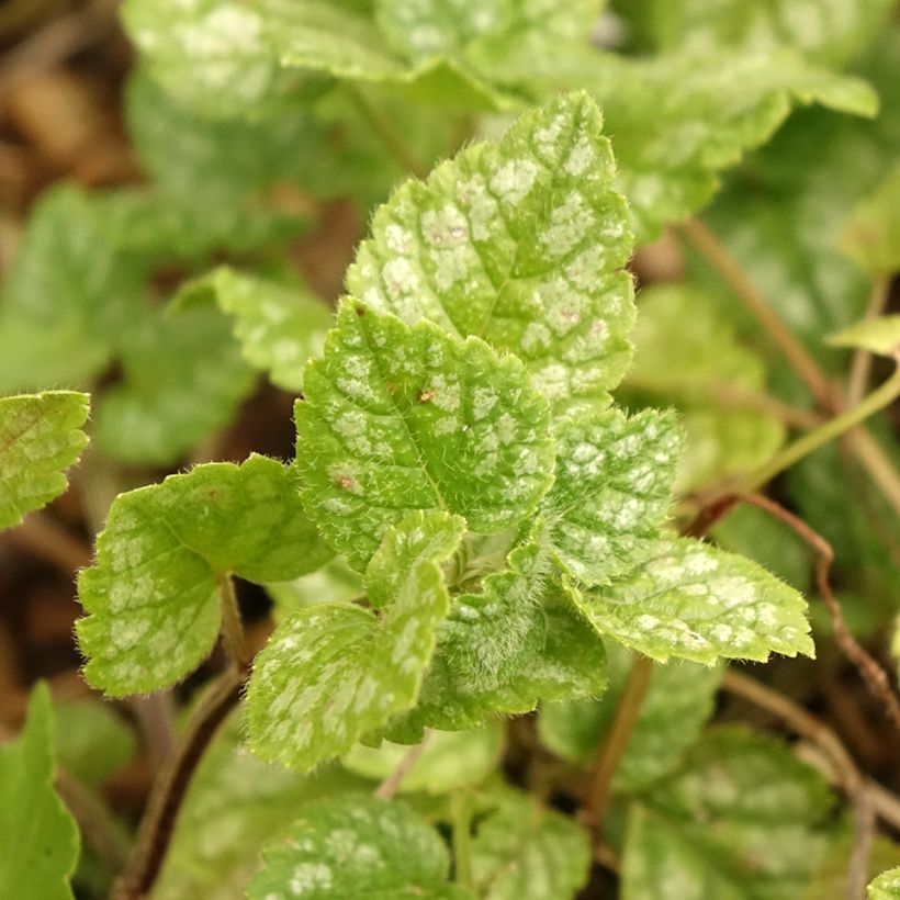Lamium galeobdolon Kirkcudbright Dwarf - Gele dovenetel (Blad)