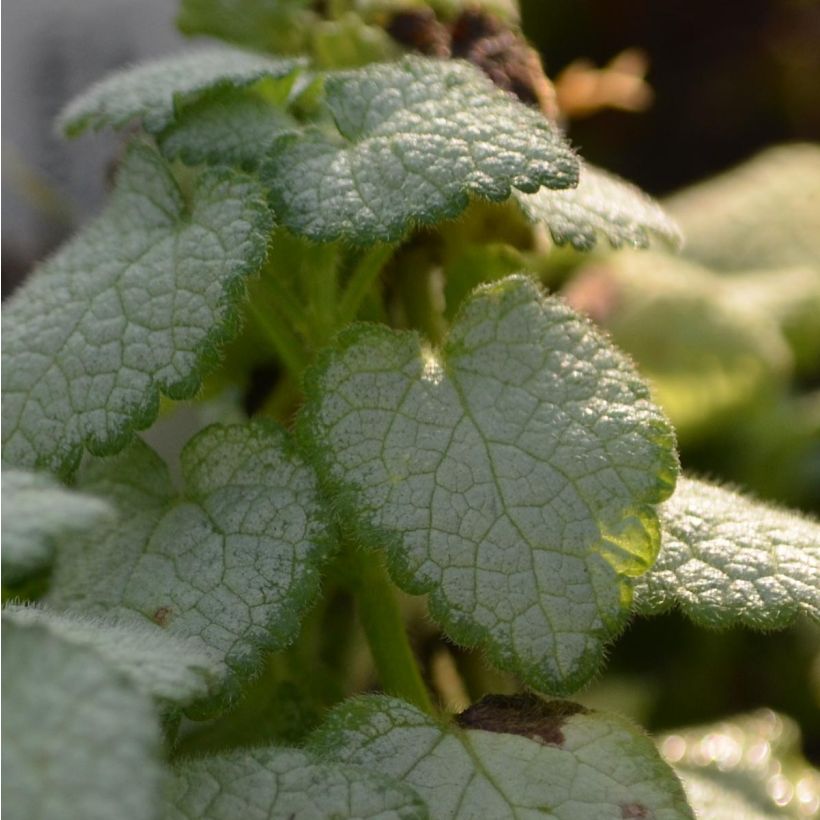 Lamium maculatum Wit Nancy - Gevlekte dovenetel (Foliage)