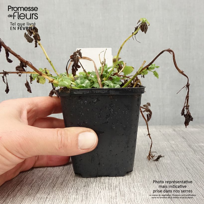 Example of Lamium maculatum Album - Lamier maculé Kweekpotje van 8/9 cm as you get in hiver