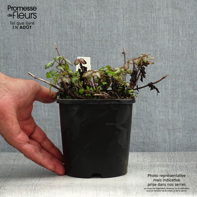 Exemplaar van Lamium maculatum Purple Dragon - Gevlekte dovenetel Pot van 1,5 l/2 l zoals geleverd in de zomer
