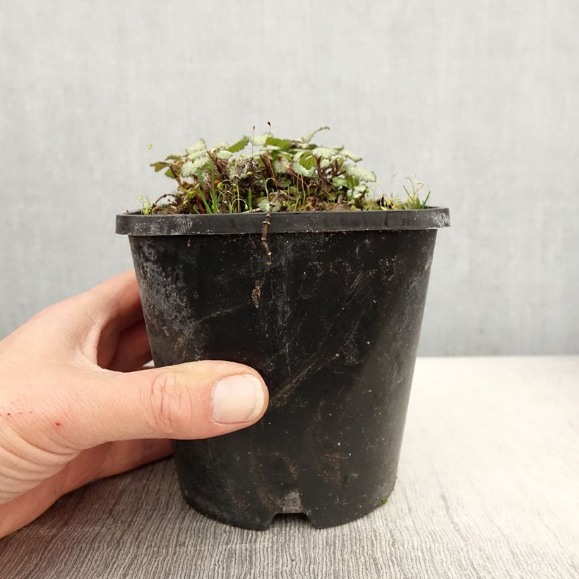 Exemplaar van Lamium maculatum Purple Dragon - Gevlekte dovenetel Pot van 1,5 l/2 l zoals geleverd in de lente