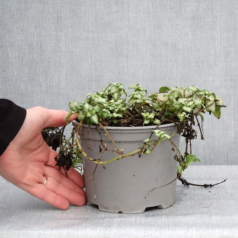 Example of Lamium maculatum Rood Nancy - Gevlekte dovenetel Pot van 2 l/3 l as you get in hiver