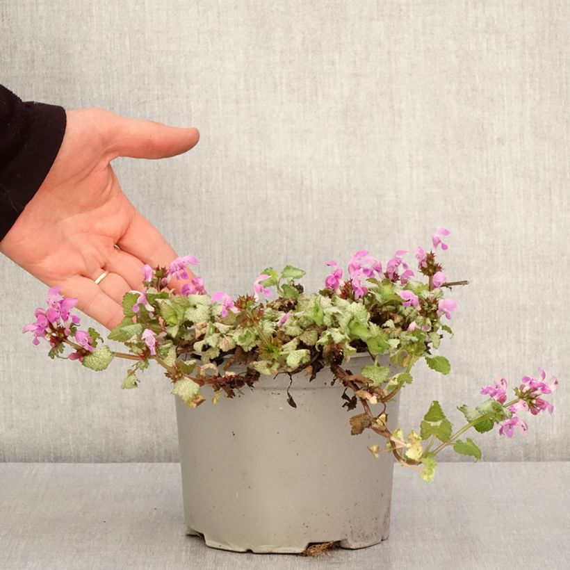 Exemplaar van Lamium maculatum Rood Nancy - Gevlekte dovenetel Pot van 2 l/3 l zoals geleverd in de lente
