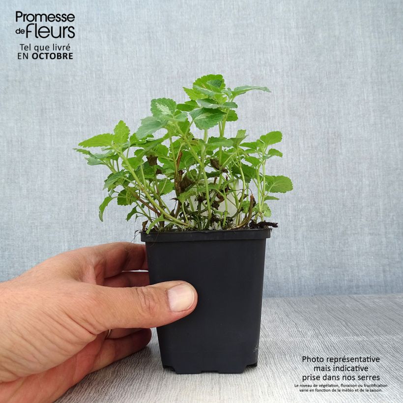 Exemplaar van Lamium maculatum Roseum - Gevlekte dovenetel Kweekpotje van 8/9 cm zoals geleverd in de herfst