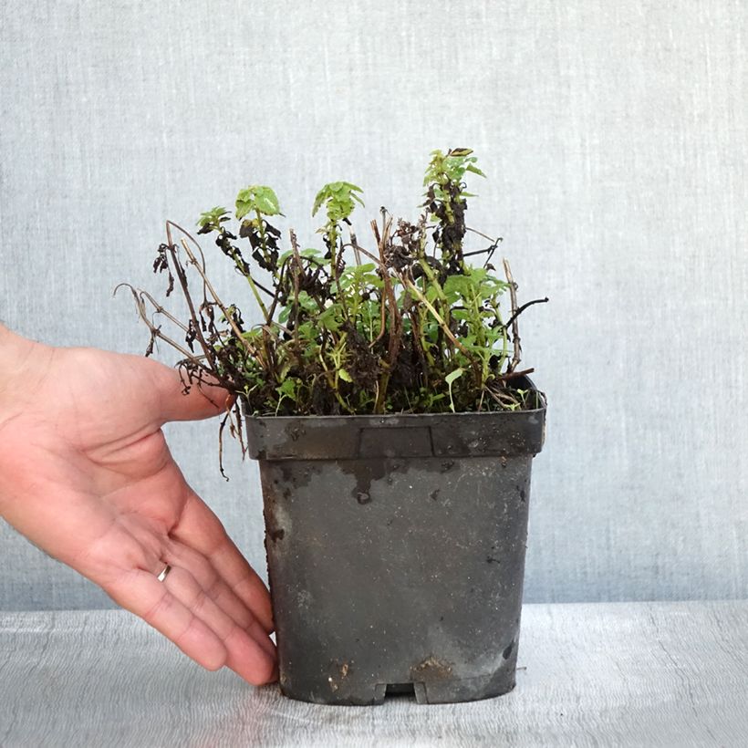 Exemplaar van Lamium maculatum Shell Pink - Gevlekte dovenetel Pot van 2 l/3 l zoals geleverd in de herfst
