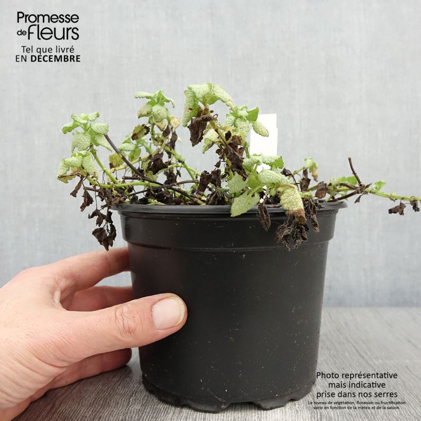 Exemplaar van Lamium maculatum Wit Nancy - Gevlekte dovenetel Pot van 2 l/3 l zoals geleverd in de herfst