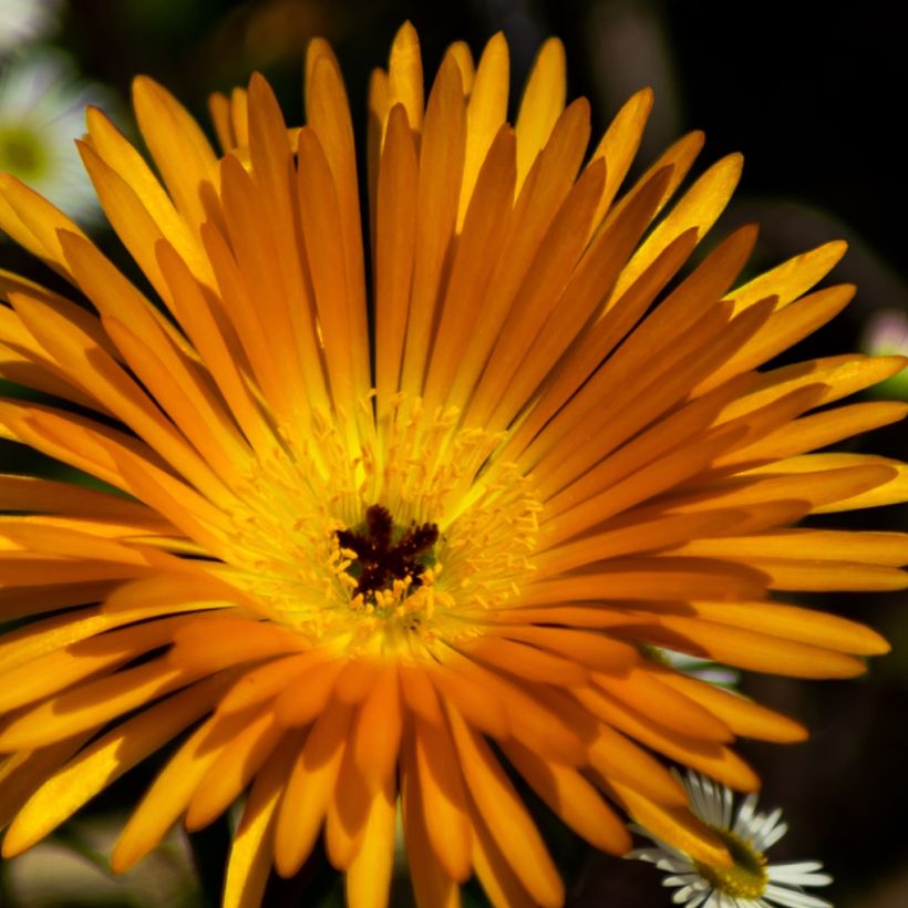 Lampranthus aurantiacus met gele bloemen - IJsbloem (Bloei)