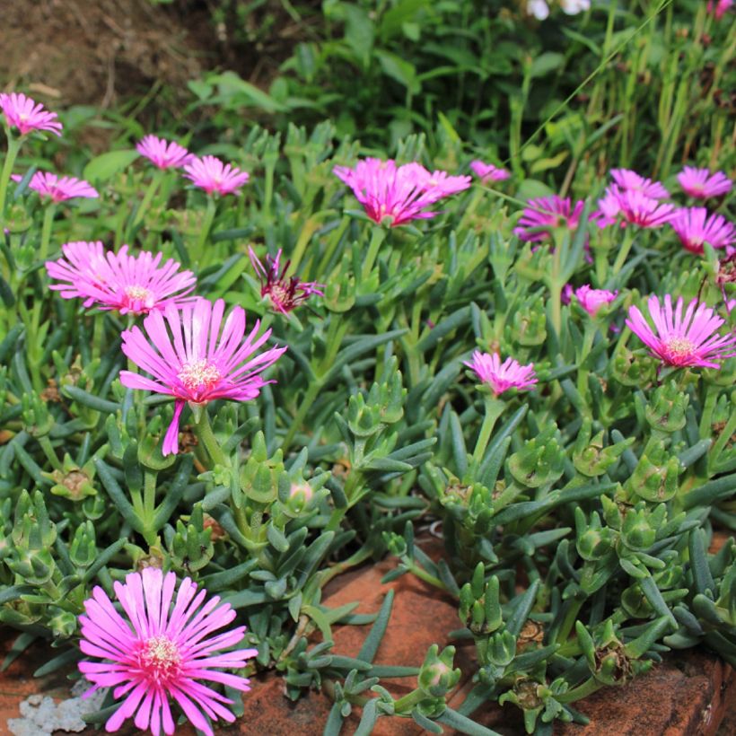 Lampranthus aurantiacus met roze bloemen - IJsbloem (Groeiplaats)